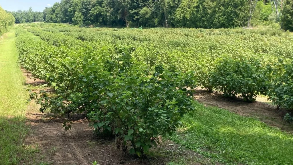 Black Currant Nursery