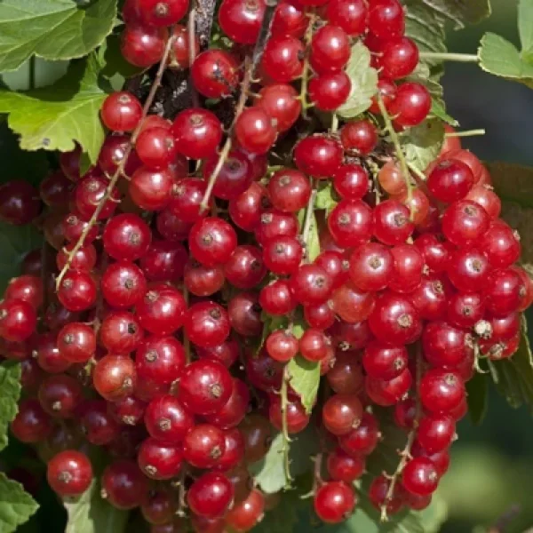Rovada red currant